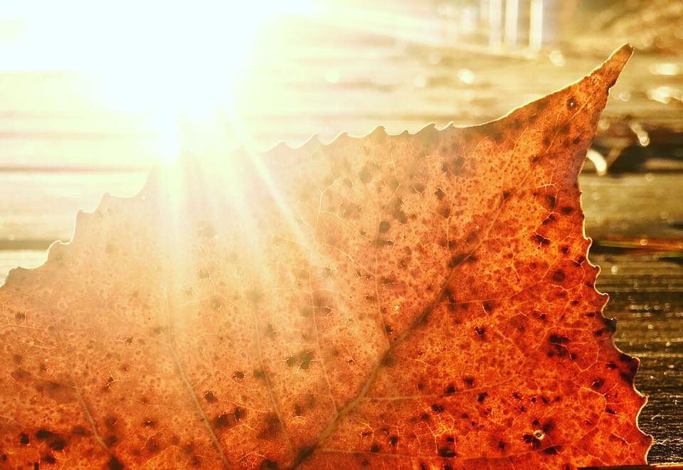 the Growth Collective